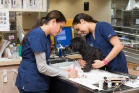 bluepearl pet hospital irvine reviews|BluePearl Pet Hospital, Irvine, CA .